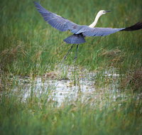 Germein Reserve - Taree Accommodation