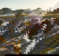 Hinterland Full Day Self Drive Tour - Taree Accommodation