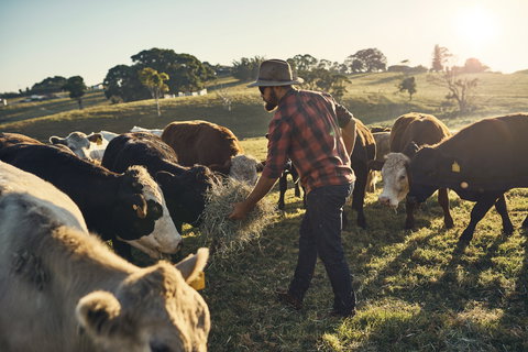 Hinterland Full Day Self Drive Tour - Taree Accommodation 0