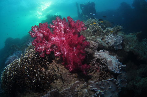 Luncheon Bay Dive Site - Taree Accommodation 0