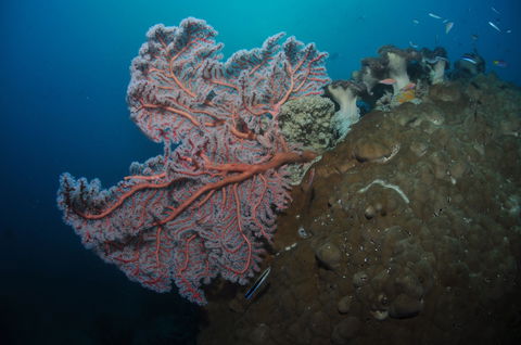 Luncheon Bay Dive Site - Taree Accommodation 1