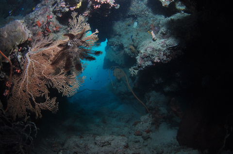 Luncheon Bay Dive Site - Taree Accommodation 2