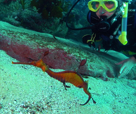 Merimbula Divers Lodge - Taree Accommodation 2