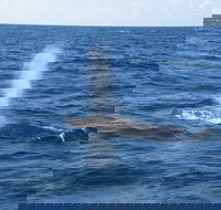 Minyama - Taree Accommodation