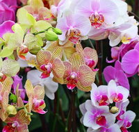 Tinonee Orchid Nursery - Taree Accommodation