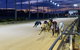 Cranbourne Greyhound Racing Club - thumb 1