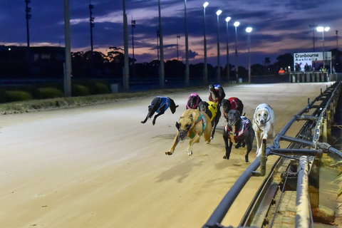Cranbourne Greyhound Racing Club - Taree Accommodation 1