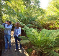 Endeavour Fern Gully Walks - Taree Accommodation