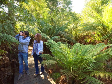 Endeavour Fern Gully Walks - Taree Accommodation 0