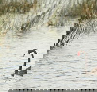 Little Llangothlin Picnic Area - Taree Accommodation