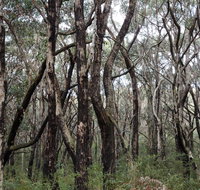 Lookout Hill  Circuit Walk - Taree Accommodation