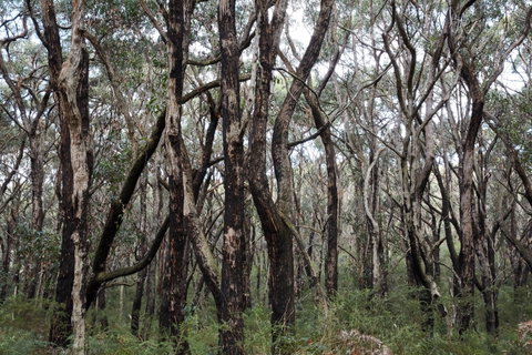 Lookout Hill  Circuit Walk - Taree Accommodation 0
