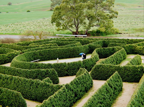 Mintaro Maze - Taree Accommodation 1