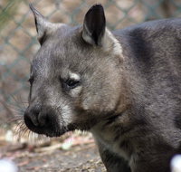 Peel Zoo - Taree Accommodation
