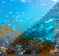 Snorkelling McKenzies Beach - Taree Accommodation