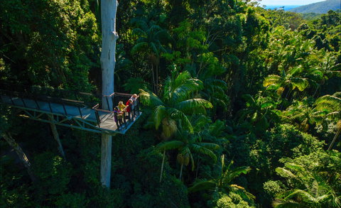 Tamborine Rainforest Skywalk - Taree Accommodation 0