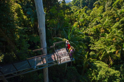 Tamborine Rainforest Skywalk - Taree Accommodation 1