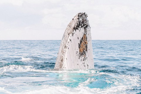 Premier Whale Watching Byron Bay - Taree Accommodation 8