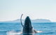 Premier Whale Watching Byron Bay - thumb 2
