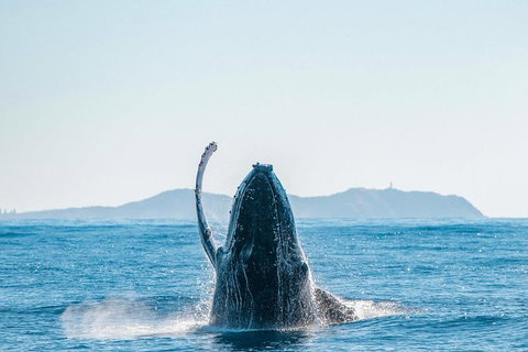 Premier Whale Watching Byron Bay - Taree Accommodation 2