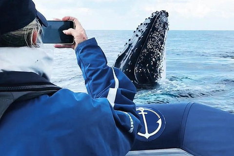 Premier Whale Watching Byron Bay - Taree Accommodation 6