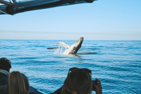 Premier Whale Watching Byron Bay - Taree Accommodation 5