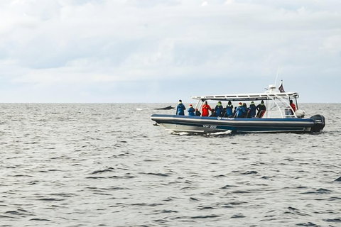Premier Whale Watching Byron Bay - Taree Accommodation 9