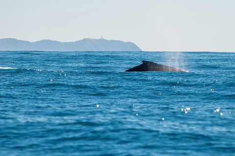 Premier Whale Watching Byron Bay - Taree Accommodation 4