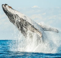 Premier Whale Watching Byron Bay - Taree Accommodation
