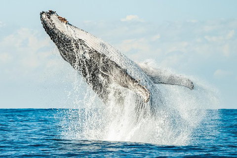 Premier Whale Watching Byron Bay - Taree Accommodation 0