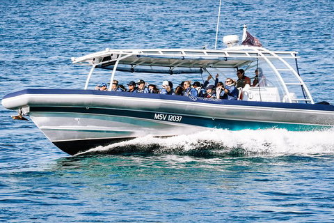 Premier Whale Watching Byron Bay - Taree Accommodation 7