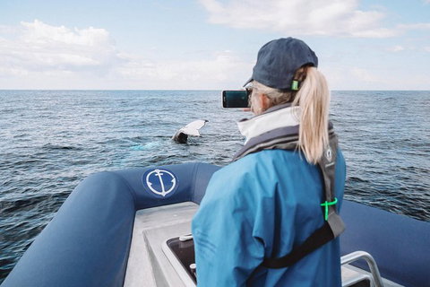 Premier Whale Watching Byron Bay - Taree Accommodation 10