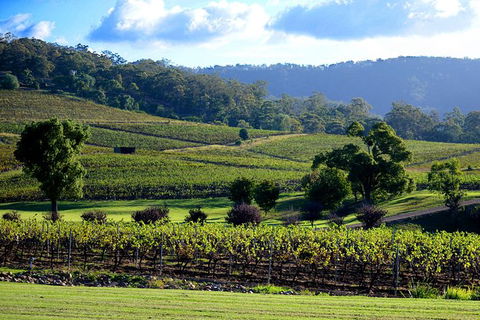 Ivanhoe Wines: Trip Advisor Seated Wine Tasting Masterclass - Taree Accommodation 4