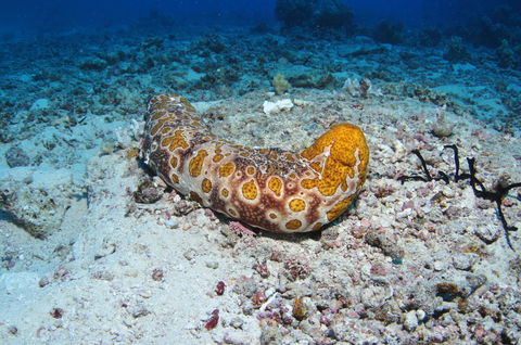 Two Towers Dive Site - Taree Accommodation 0
