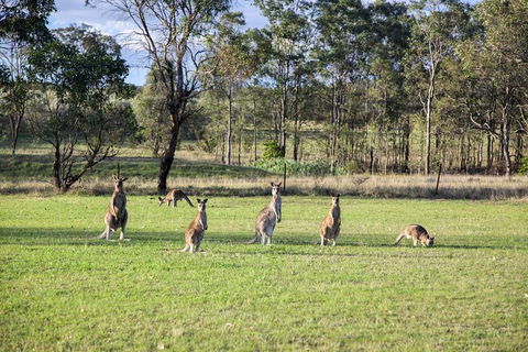 Private Full-Day Wine Tour In Hunter Valley - Taree Accommodation 2
