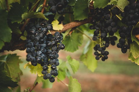 Hideaway Private Tours Hunter Valley - Taree Accommodation 9