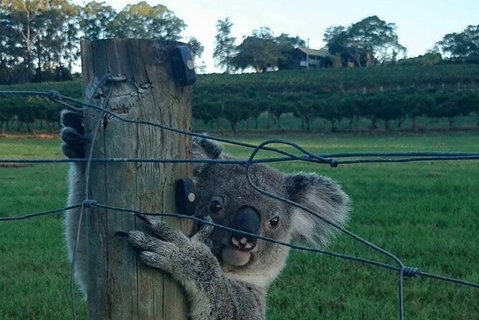 The Secret Vines Experience Port Macquarie - Taree Accommodation 1