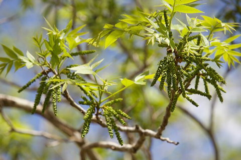 Pecan Farm Tour And Workshop, Byron Bay Hinterland - Taree Accommodation 2