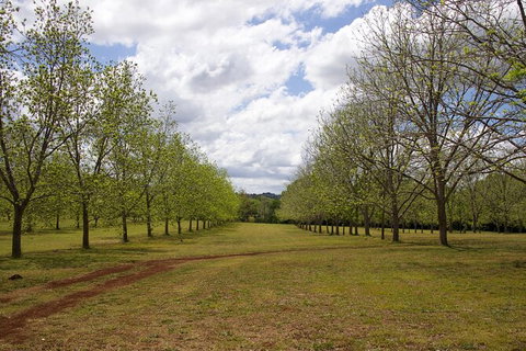 Pecan Farm Tour And Workshop, Byron Bay Hinterland - Taree Accommodation 6