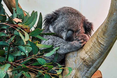 Blue Mountains Highlights, Wildlife Park And Scenic World Full Day Private Tour - Taree Accommodation 1