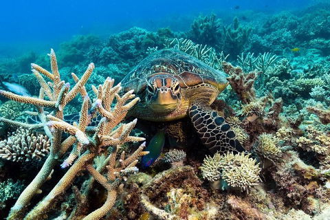 Great Barrier Reef Day Cruise From Cairns Including Snorkeling And Marine Biologist Presentation - Taree Accommodation 4