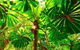 Cape Tribulation, Mossman Gorge, And Daintree Rainforest Premium Day Tour - thumb 8