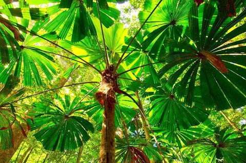Cape Tribulation, Mossman Gorge, And Daintree Rainforest Premium Day Tour - Taree Accommodation 8