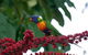 Cape Tribulation, Mossman Gorge, And Daintree Rainforest Premium Day Tour - thumb 2