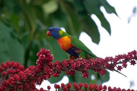 Cape Tribulation, Mossman Gorge, And Daintree Rainforest Premium Day Tour - Taree Accommodation 2