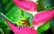 Cape Tribulation, Mossman Gorge, And Daintree Rainforest Premium Day Tour - thumb 5
