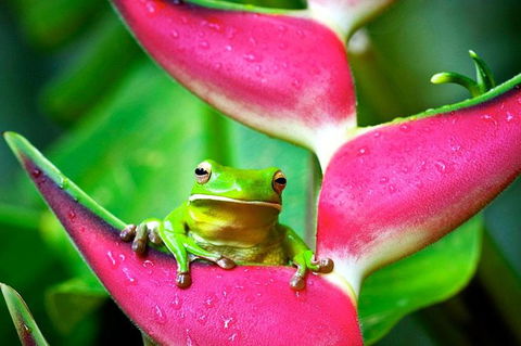 Cape Tribulation, Mossman Gorge, And Daintree Rainforest Premium Day Tour - Taree Accommodation 5