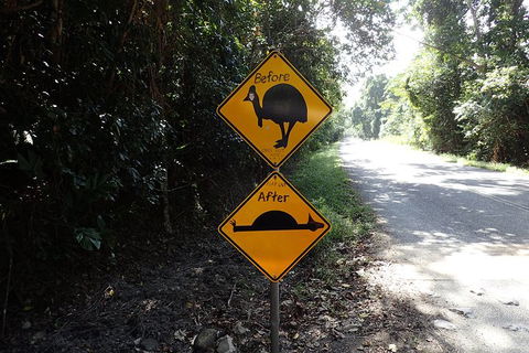 Cape Tribulation, Mossman Gorge, And Daintree Rainforest Premium Day Tour - Taree Accommodation 14