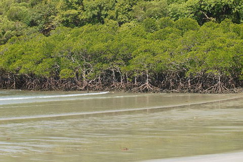 Cape Tribulation, Mossman Gorge, And Daintree Rainforest Premium Day Tour - Taree Accommodation 4