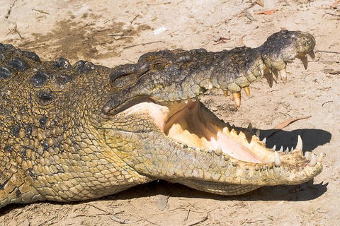 Cape Tribulation, Mossman Gorge, And Daintree Rainforest Premium Day Tour - Taree Accommodation 3
